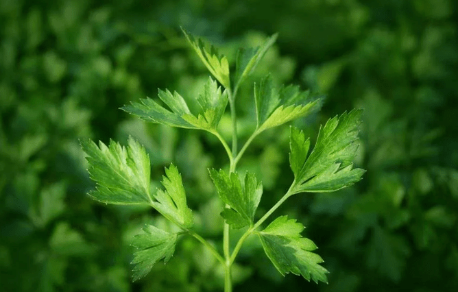 Petrezselyem